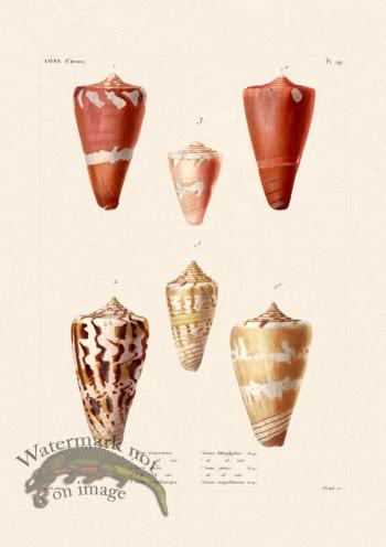 French Shell 029
